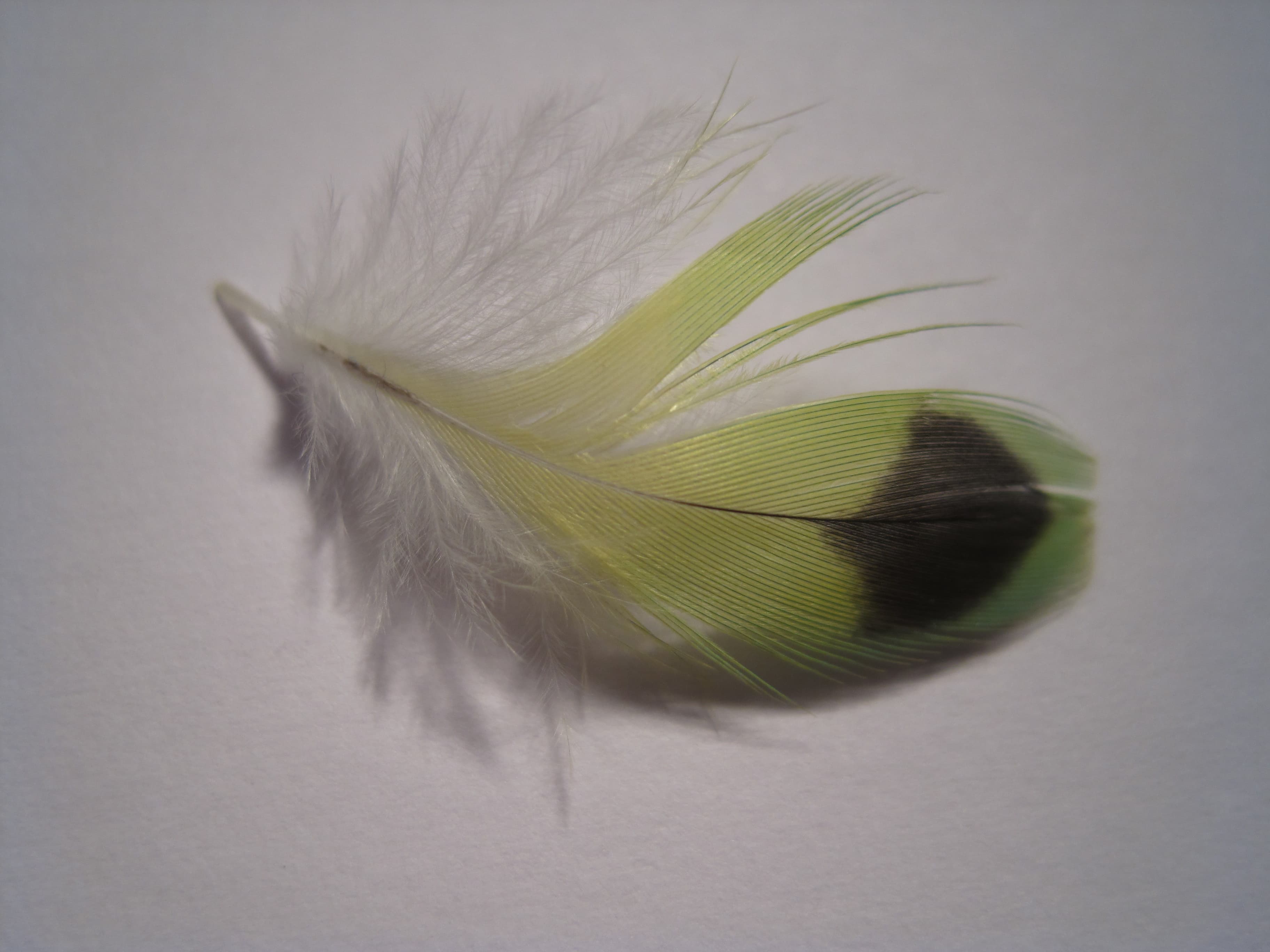 Kiwi thumbnail 2