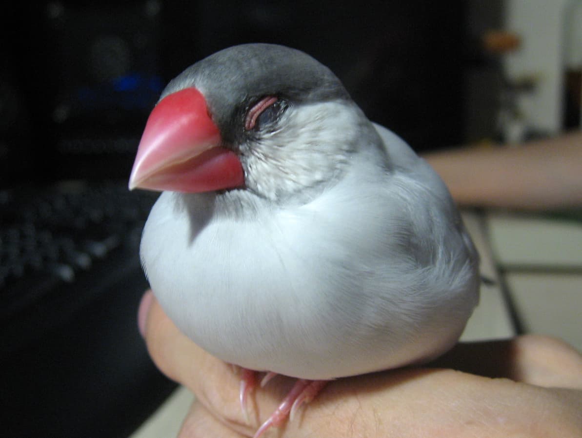 Peanut