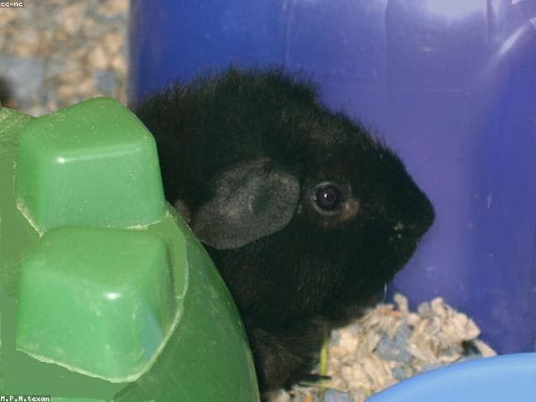 Pip thumbnail 2