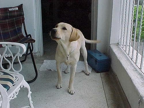Milo