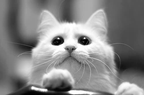 Whiskers