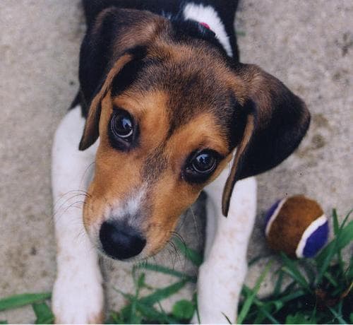 Bruno