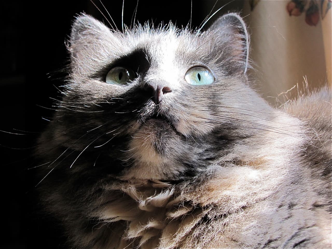 Smokey