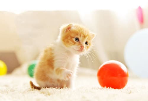 Tiger thumbnail 3