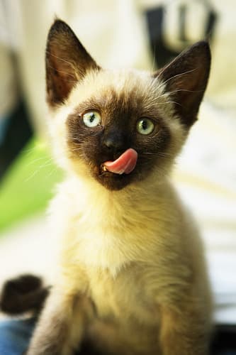 Whiskers 2