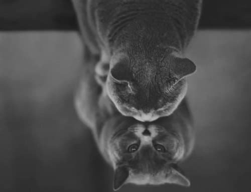 Whiskers 2 thumbnail 2