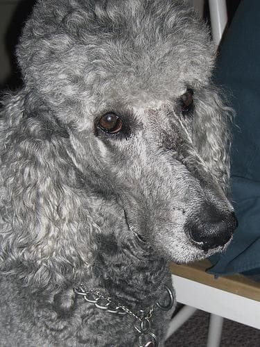 Duke 3