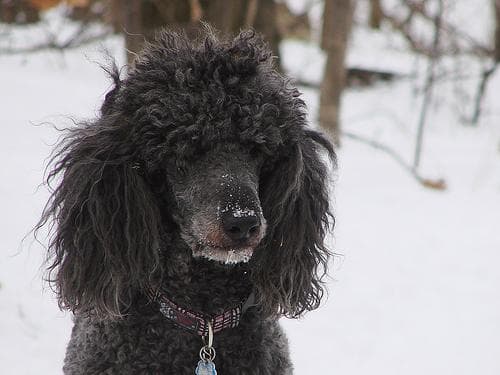 Buddy